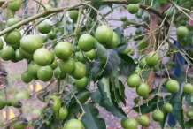 Immature-berries-of-Chinaberry