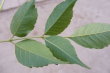 Ventral-view-of-leaves-of-Chinaberry