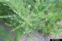 Chinese-bush-clover-plant