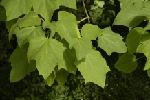 Leaves-of-Chinese-catalpa