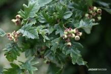 Immature-fruits-of-Chinese-hawthorn