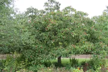 Chinese-hawthorn-plant-growing-wild