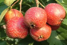 Closer-view-of-mature-fruits-of-Chinese-hawthorn