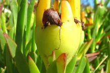 Mature-fruits-of-Chinese-licorice