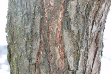 Matured-bark-of-Chinese-Plum-tree