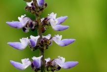 Flower-of-Chinese-Potatoes