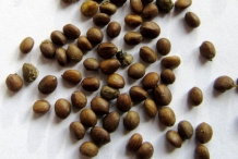 Closer-view-of-seeds-of-Clary-sage