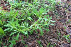 Cleavers-Plant-growing-wild