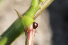 Leaf-gland-of-Coffee-Senna