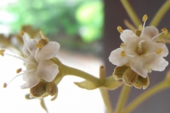 Closer-view-of-flowers-of-Common-Teak