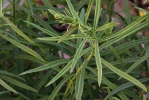 Leaves-of-Common-Toadflax