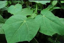 Leaves-of-Corkwood