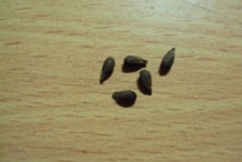 Seeds-of-Corkwood