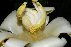 Closer-view-of-flower-of-Corkwood