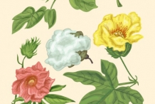 Cottonseed-plant-illustration