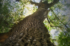 Cottonwood--tree