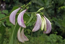 Flowering-buds of Coutarea