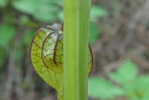 Stem-of-Cutleaf-Ground-Cherry