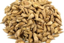 Seeds-of-Deodar