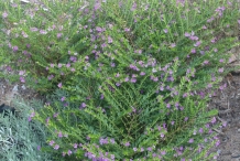 False-heather-plant-growing-wild