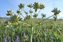 Immature-or-green-seeds-of-Fernleaf-biscuitroot