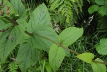 Figwort-leaves