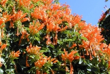 Flamevine-plant-growing-wild