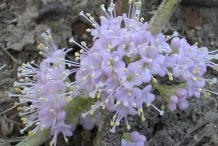 Closer-view-of-flower-of-French-Mulberry