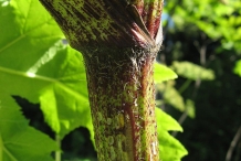 Stem-of-Giant-hogweed