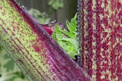 Closer-view-of-Stem-of-Giant-hogweed