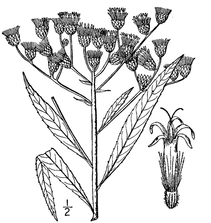 Health benefits of Giant Ironweed