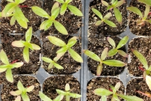 Saplings-of-Globe-Amaranth