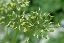 Fruit-of-Goutweed