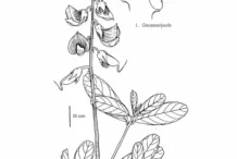 Sketch-of-Gray-Rattlebox