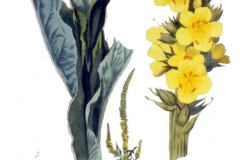 Plant-Illustration-of-Great-mullein