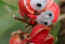 Opened-fruits