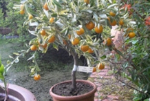 Hardy-orange-grown-on-pot