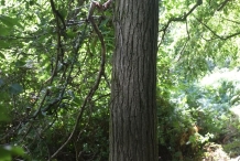 Trunk-of-Henrys-chestnut