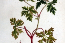 Plant-Illustration-of-Herb-Robert