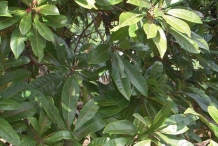 Leaves-of-Himalayan-Bayberry