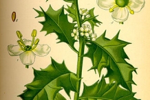 Plant-Illustration-of-Holly-plant