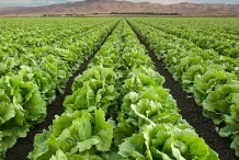 Iceberg-lettuce-fields