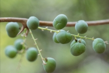 Unripe-fruits-of-Indian-asparagus