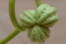 Unripe-fruit-of-Indian-cress