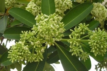 Flowering-buds-of-Indian-devil-tree