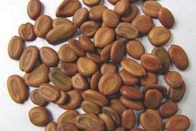 Seeds-of-Indian-rosewood