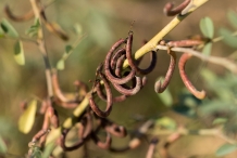 Mature-fruits-of-Indigo