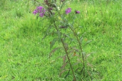 Ironweed-plant