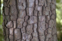 Bark-of-Jackalberry