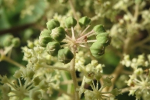 Immature-fruits-of-Japanese-angelica-tree